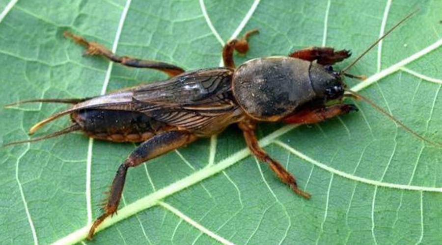 Капустянка